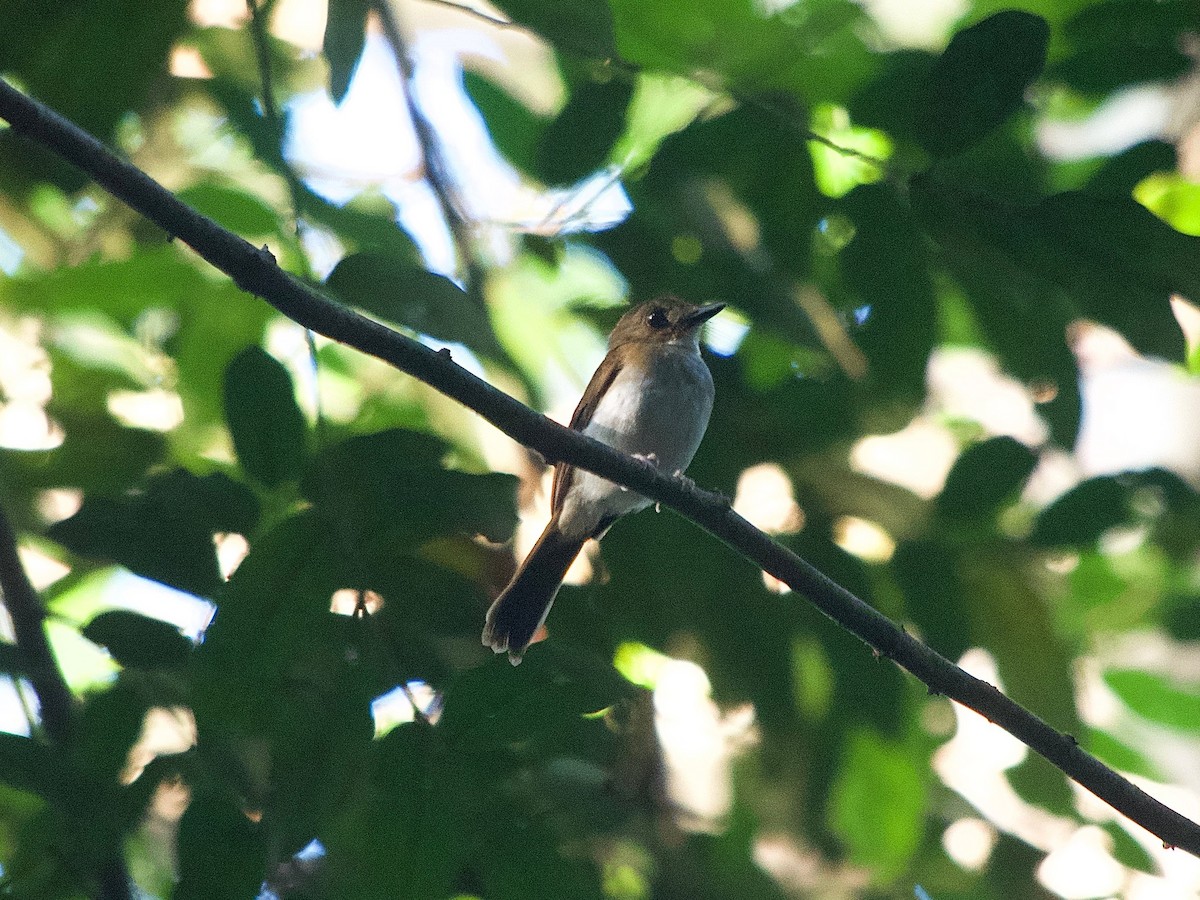 Gray-chested Jungle Flycatcher - ML619872701