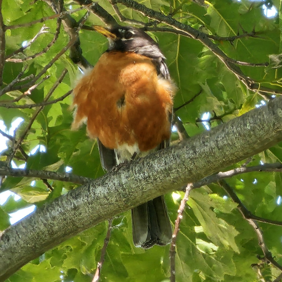 American Robin - ML619872710