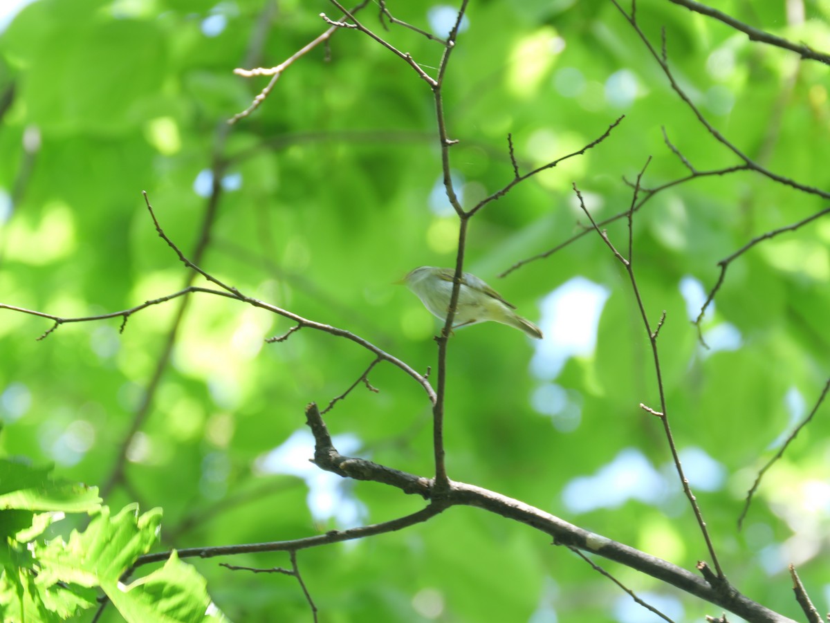 Eastern Crowned Warbler - ML619872711