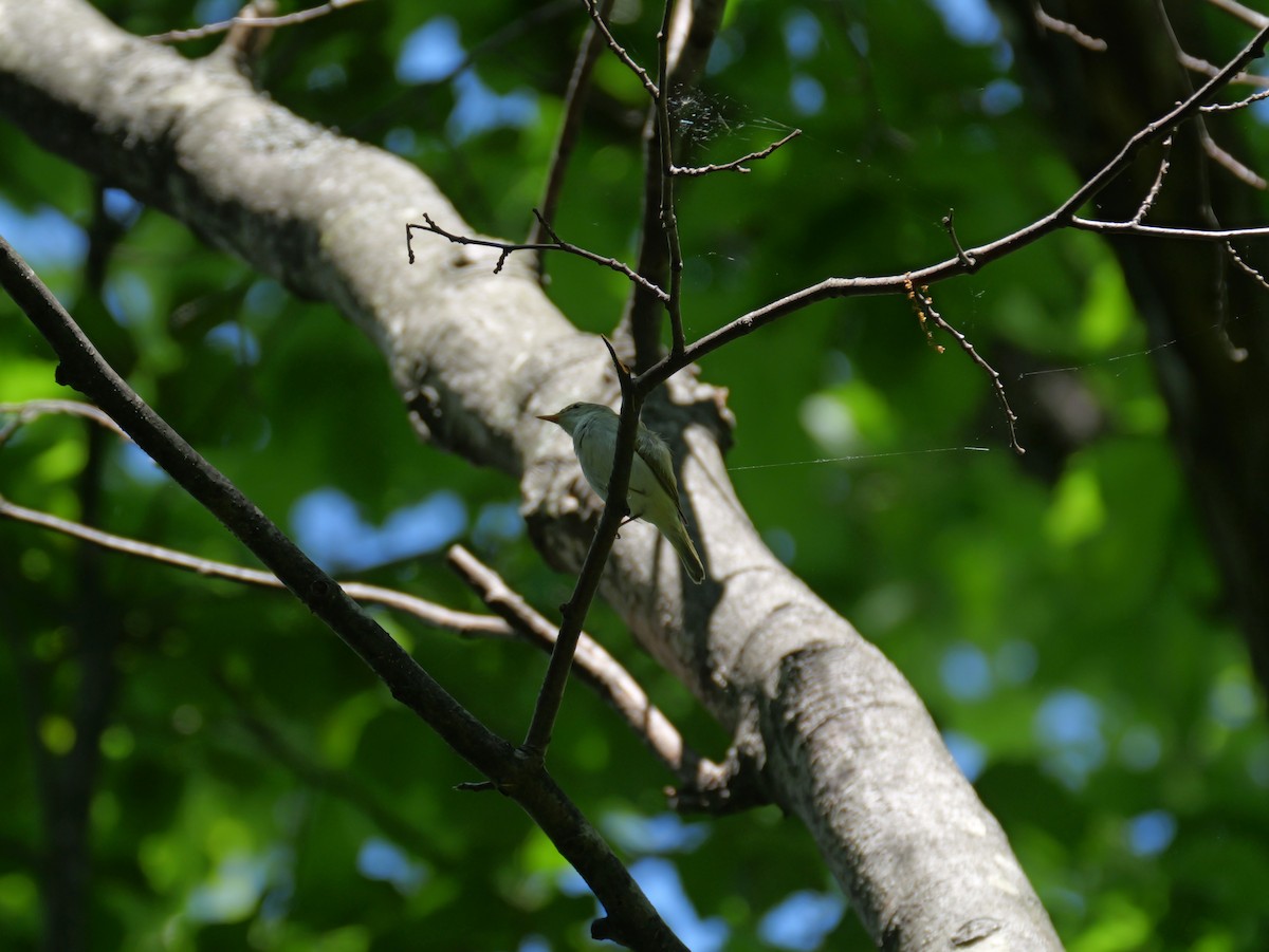 Eastern Crowned Warbler - ML619872712