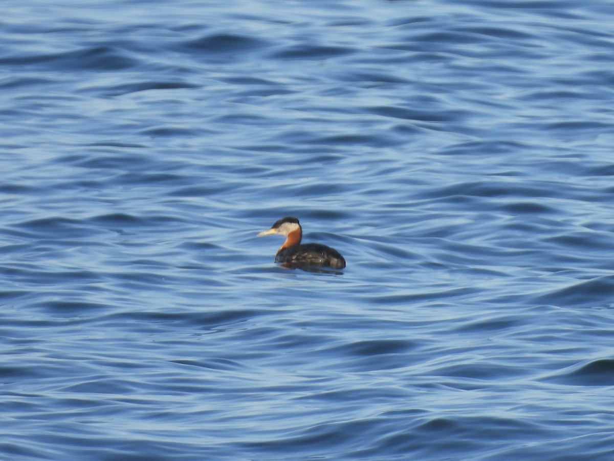Red-necked Grebe - ML619872724