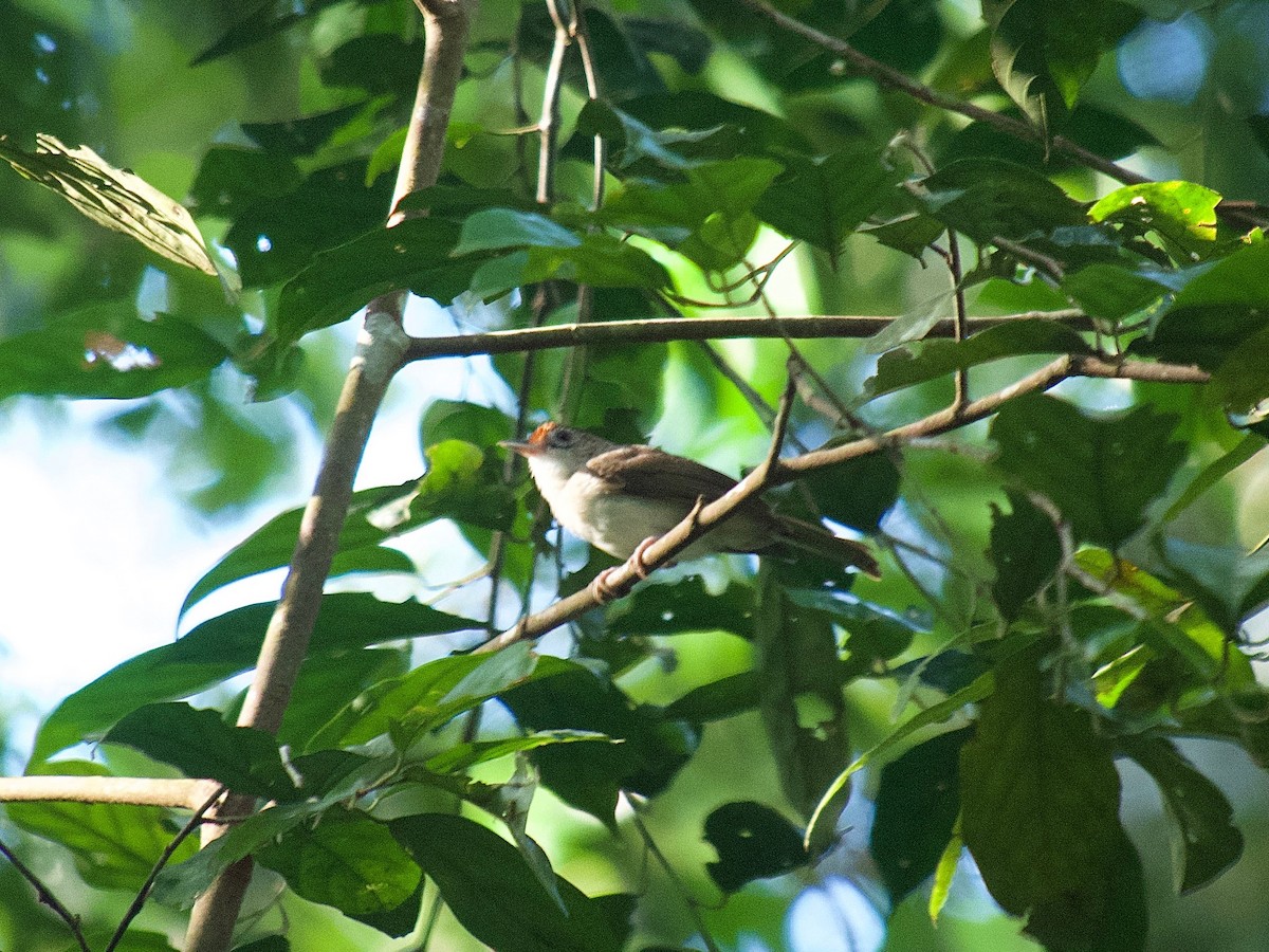 Rufous-crowned Babbler - ML619872725