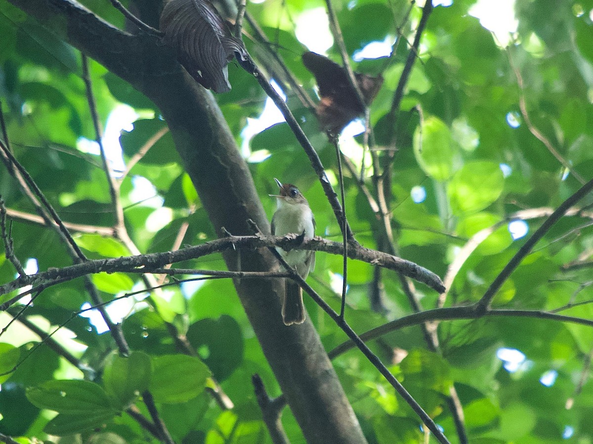 Rufous-crowned Babbler - ML619872726