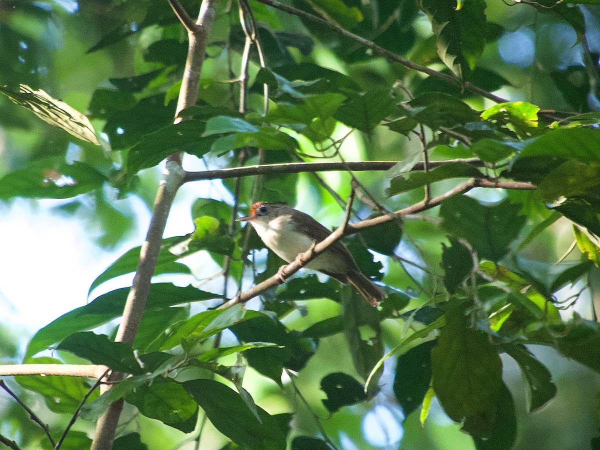 Rufous-crowned Babbler - ML619872727