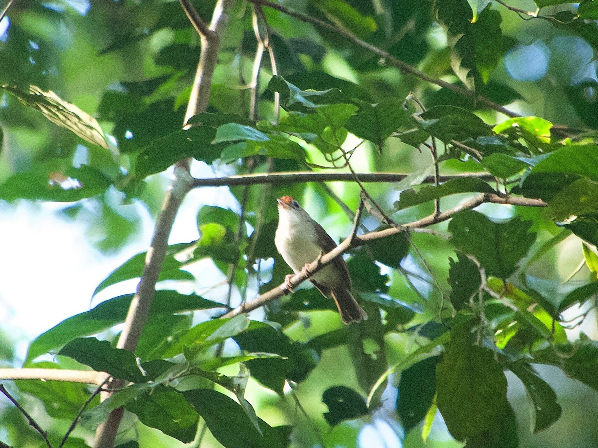 Rufous-crowned Babbler - ML619872728