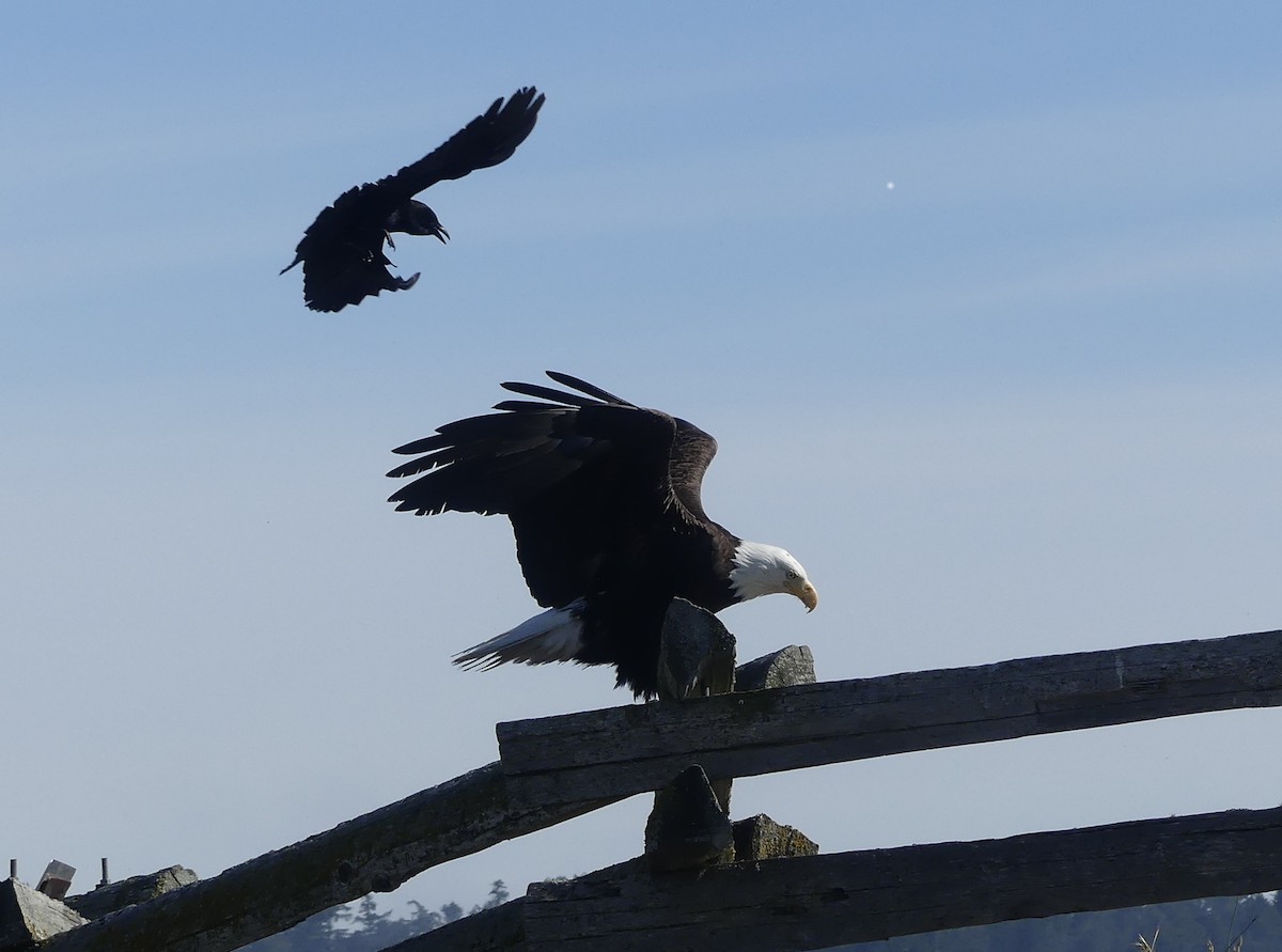 Bald Eagle - ML619872734