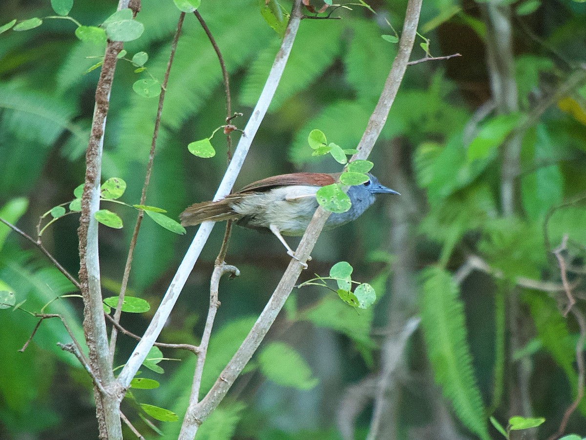 Chestnut-winged Babbler - ML619872753