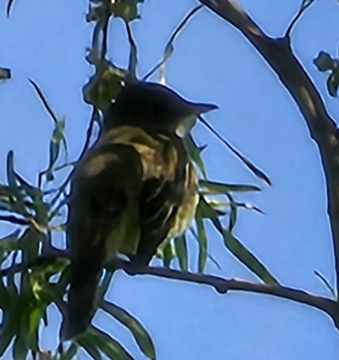 Willow Flycatcher - ML619872754