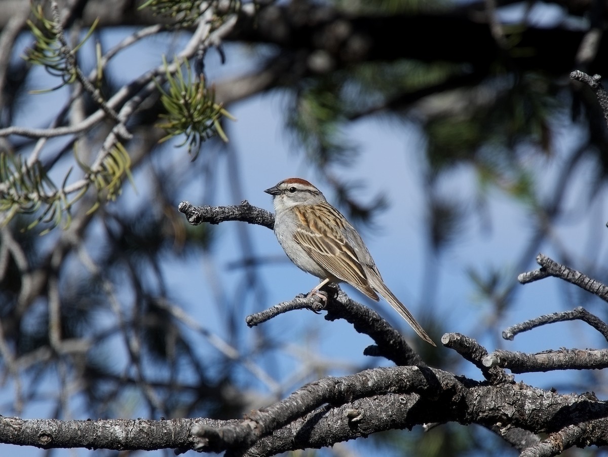 Chipping Sparrow - ML619872762