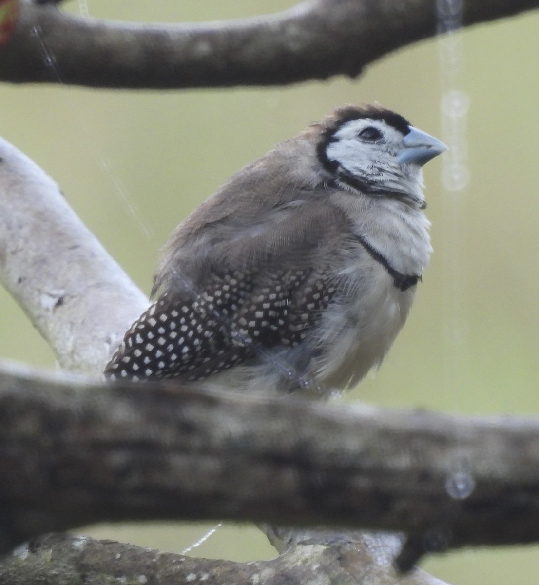 Double-barred Finch - ML619872766