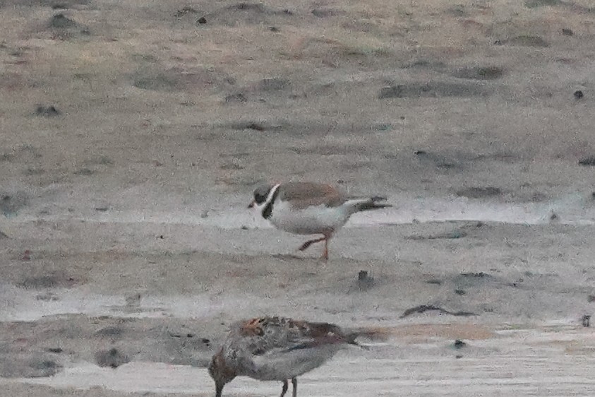 Semipalmated Plover - ML619872767