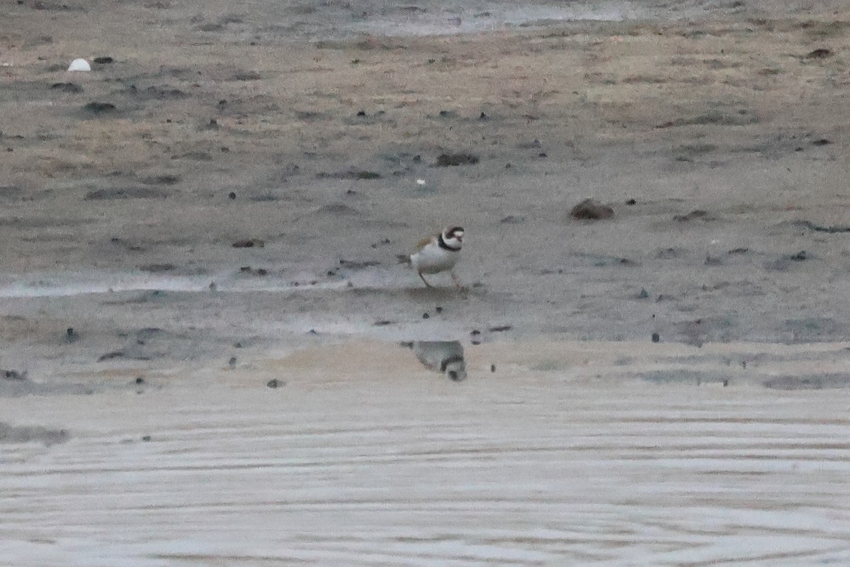 Semipalmated Plover - ML619872768
