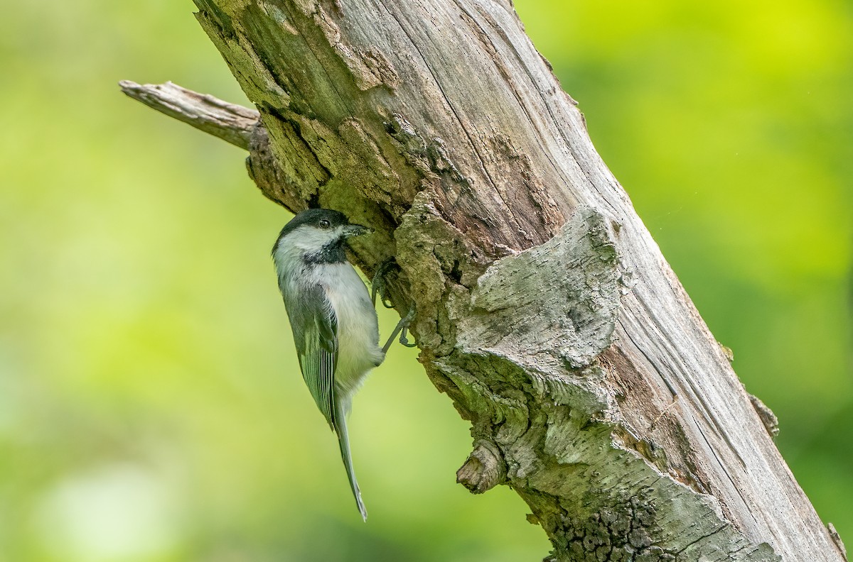 Black-capped Chickadee - ML619872771