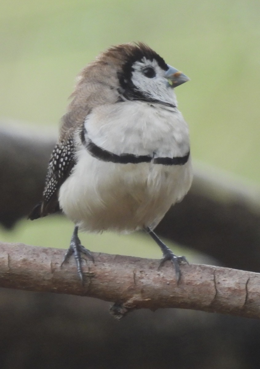 Double-barred Finch - ML619872773