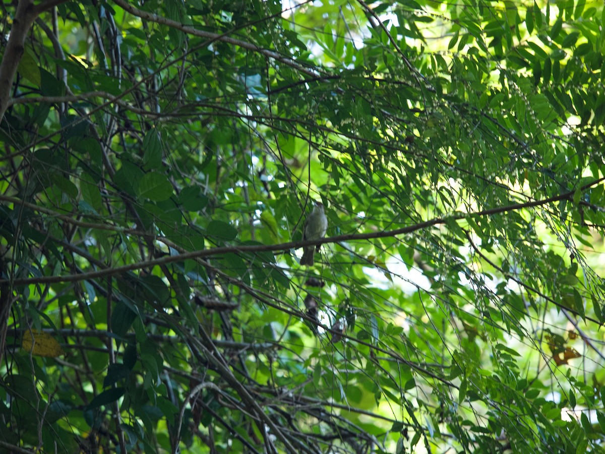 Puff-backed Bulbul - Geoff Lim