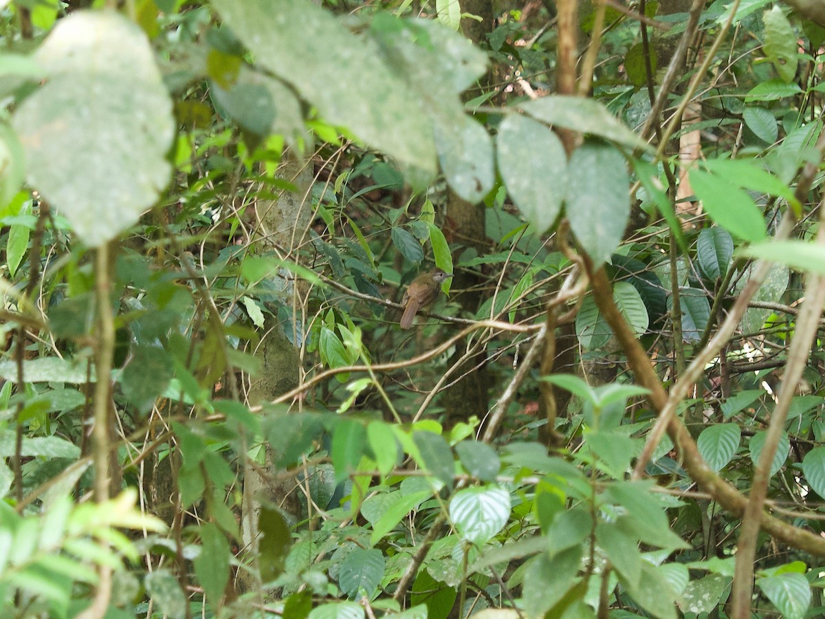 Gray-cheeked Bulbul - ML619872820