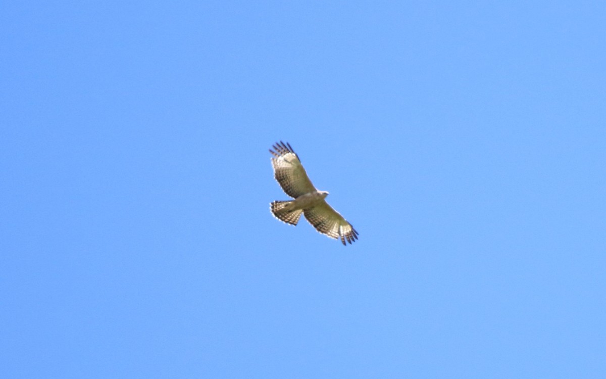 Águila Montañesa - ML619872827