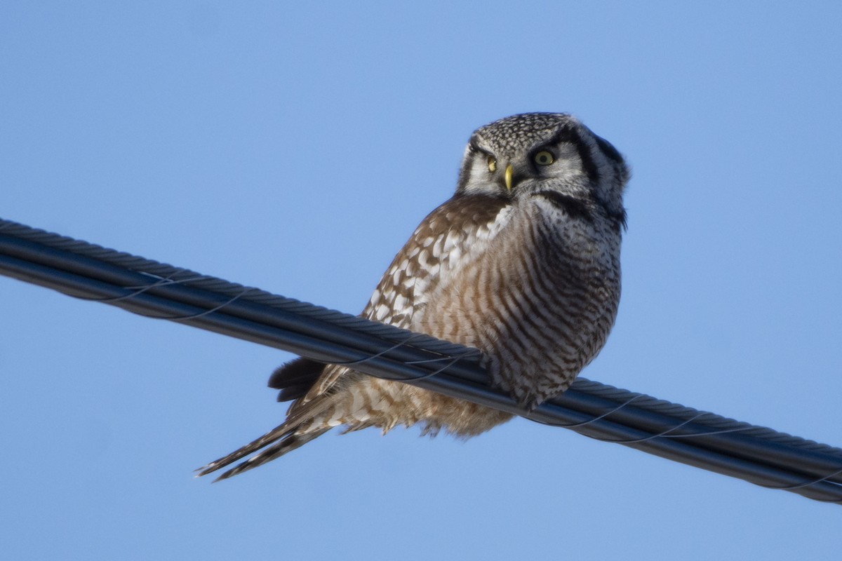 Northern Hawk Owl - Oliver Patrick