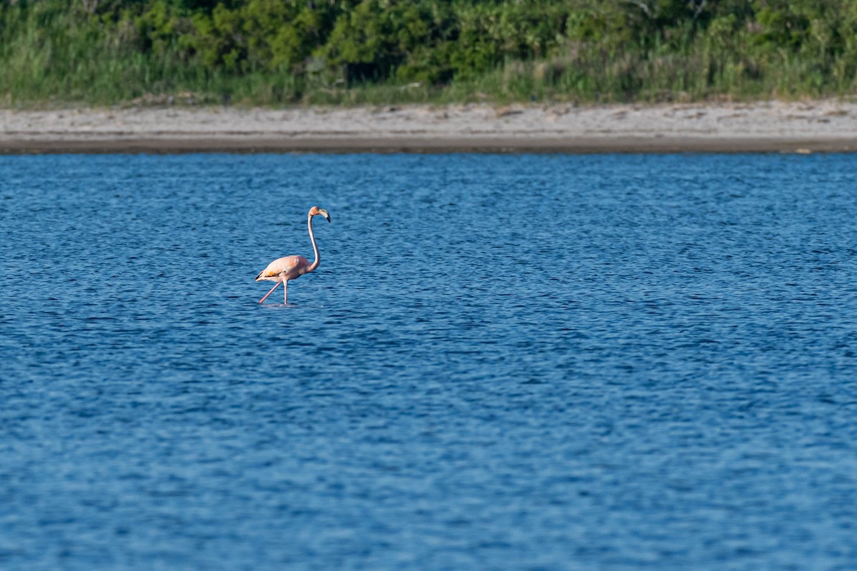 American Flamingo - Lisa Nasta