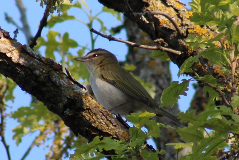 Red-eyed Vireo - ML619872843