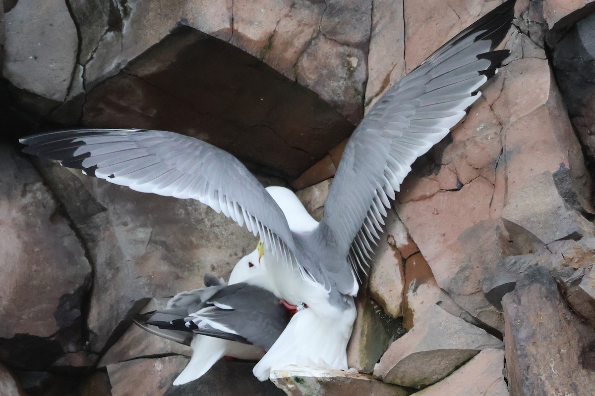 Red-legged Kittiwake - ML619872854