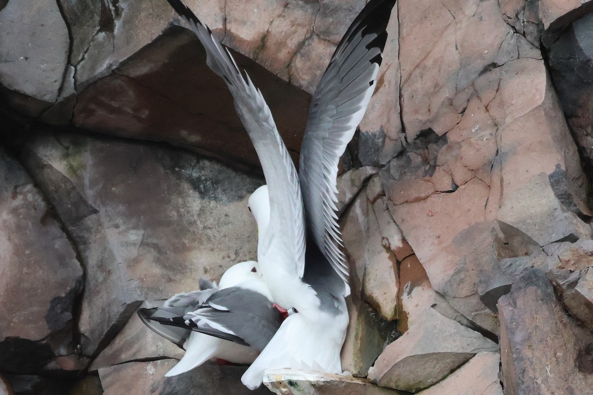 Red-legged Kittiwake - ML619872855