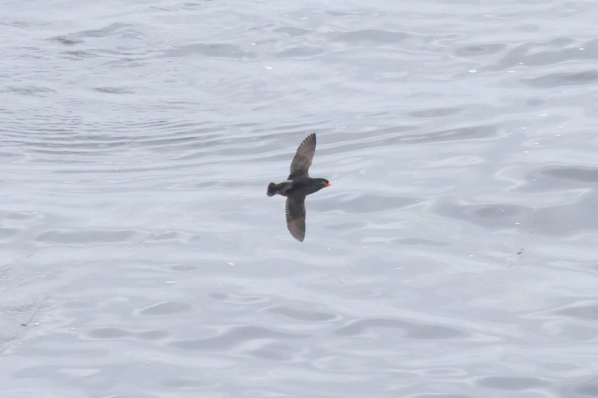Crested Auklet - ML619872869
