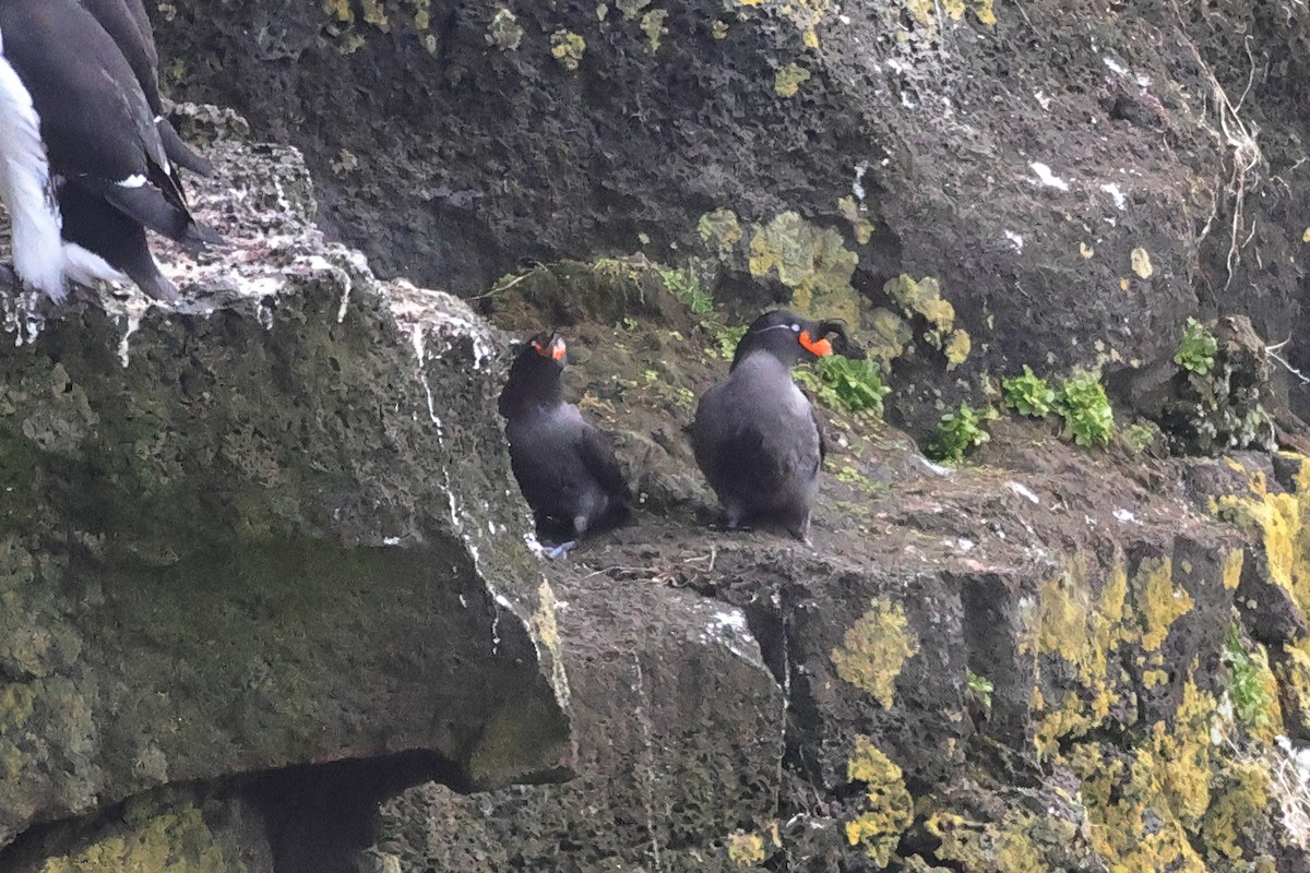 Crested Auklet - ML619872870