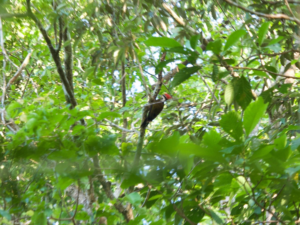 Olive-backed Woodpecker - ML619872881