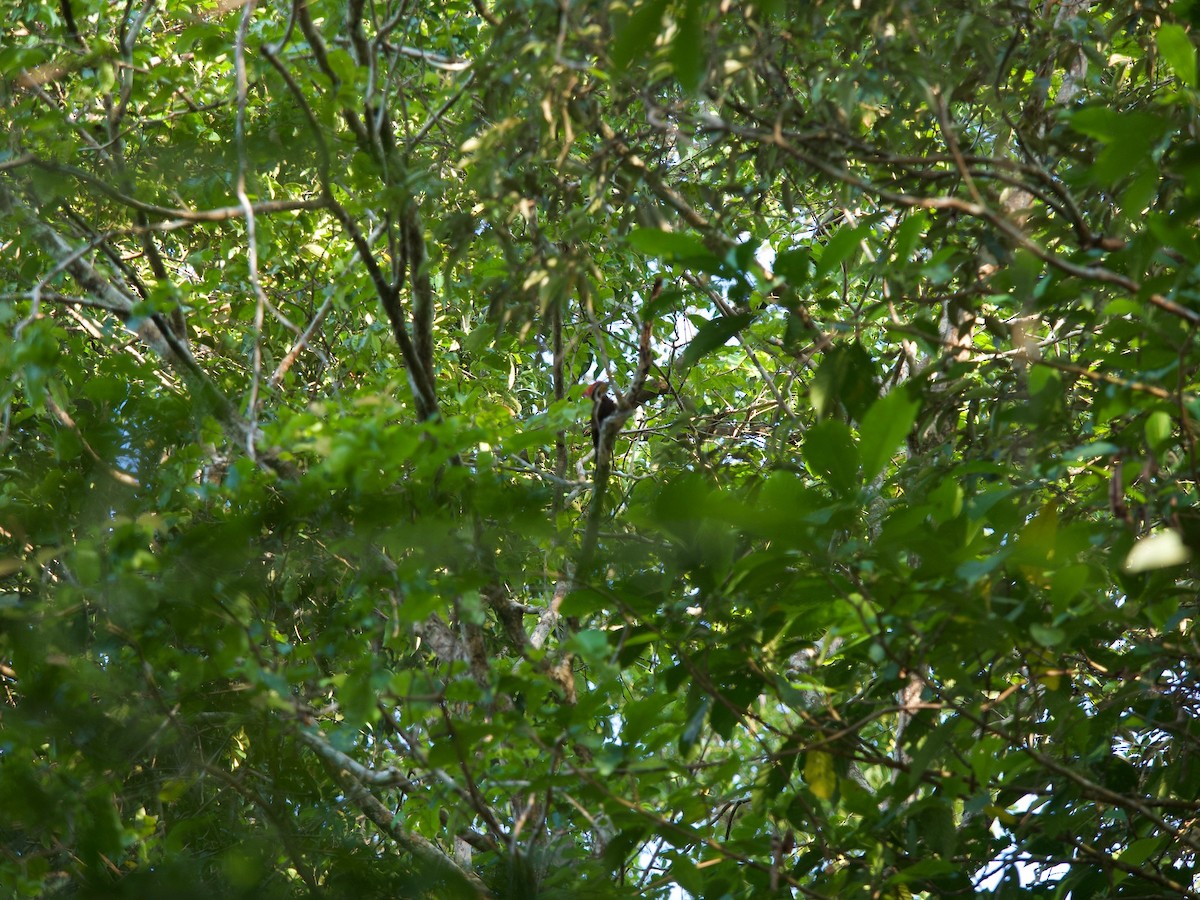 Olive-backed Woodpecker - ML619872882