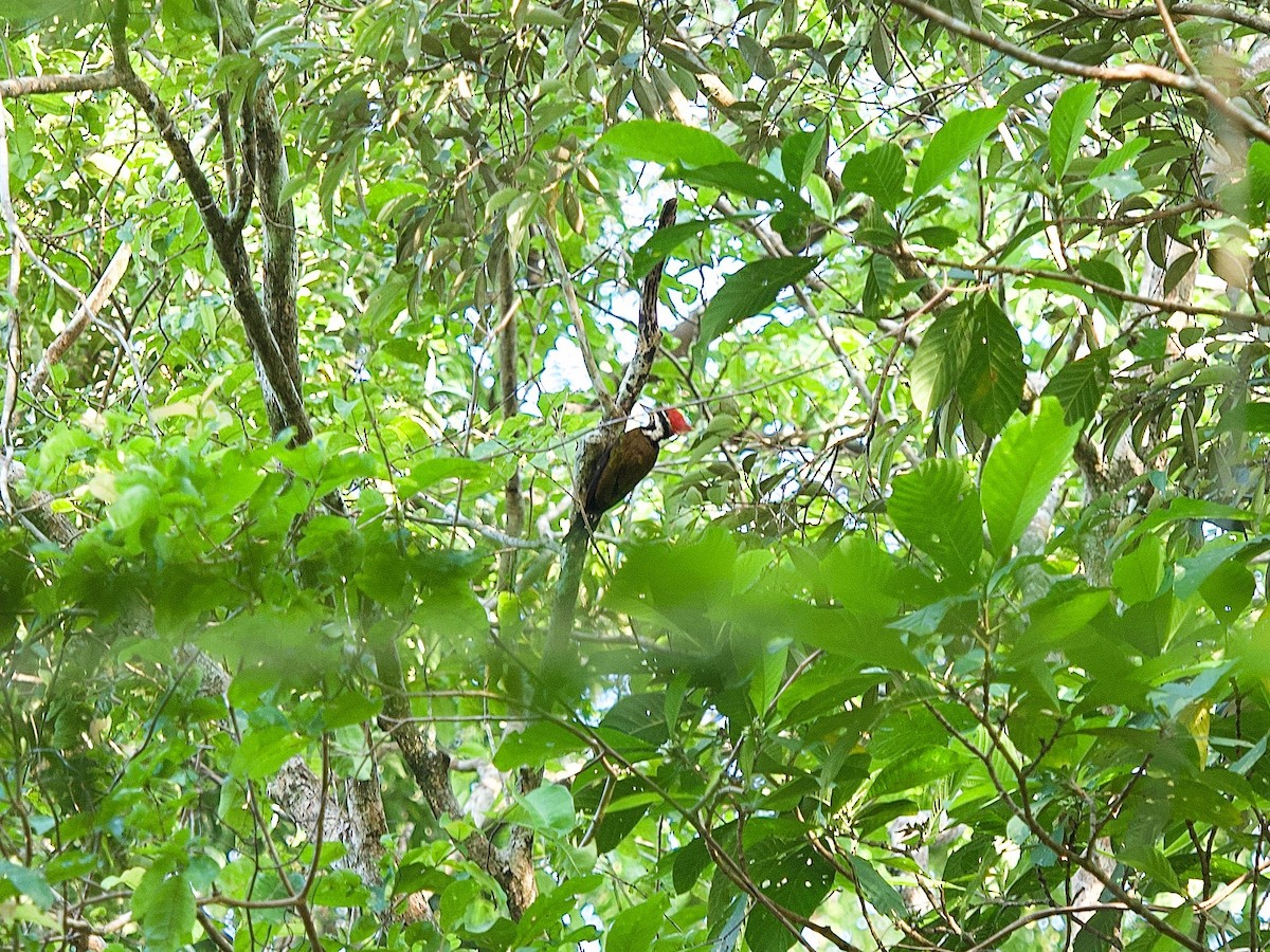 Olive-backed Woodpecker - ML619872884
