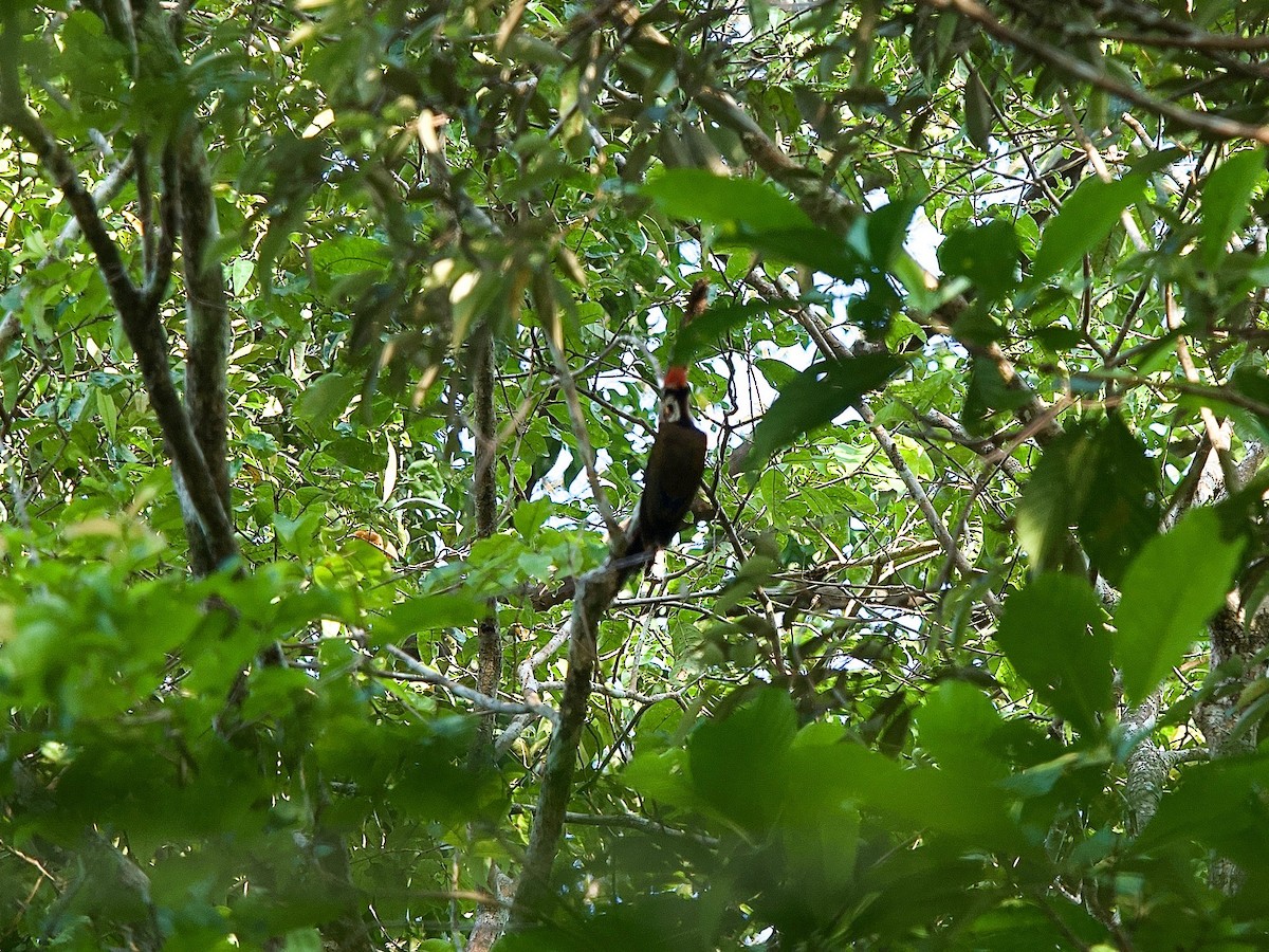 Olive-backed Woodpecker - ML619872885