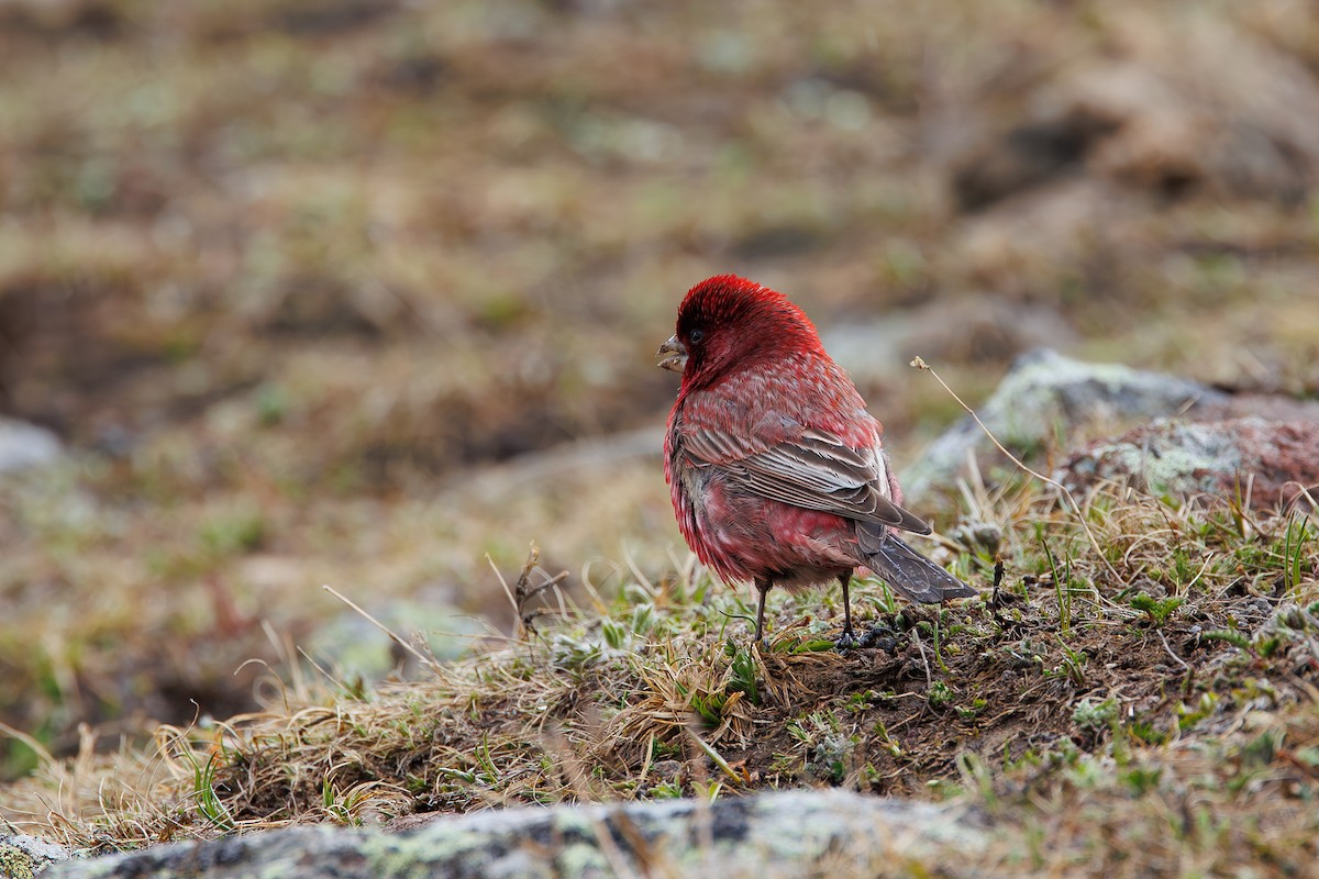 Great Rosefinch - ML619872891