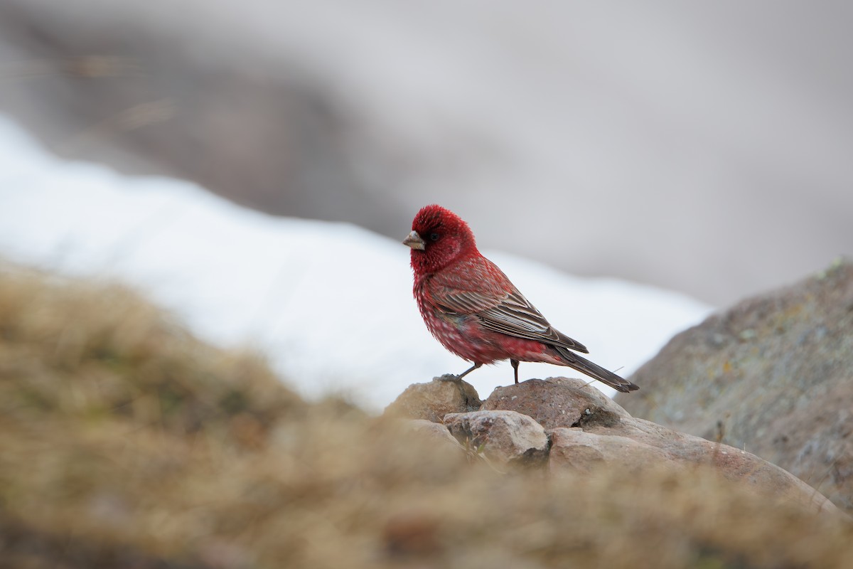 Great Rosefinch - ML619872894