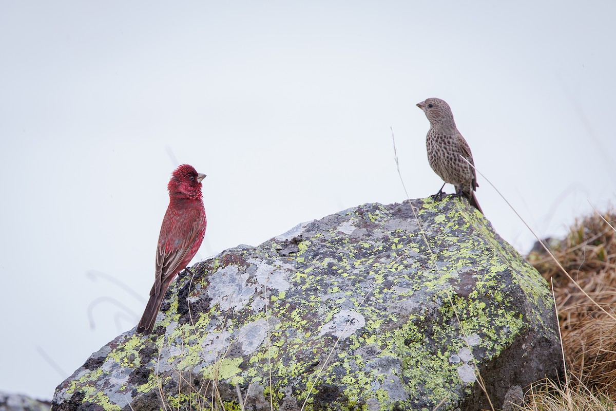 Great Rosefinch - Giorgi Natsvlishvili