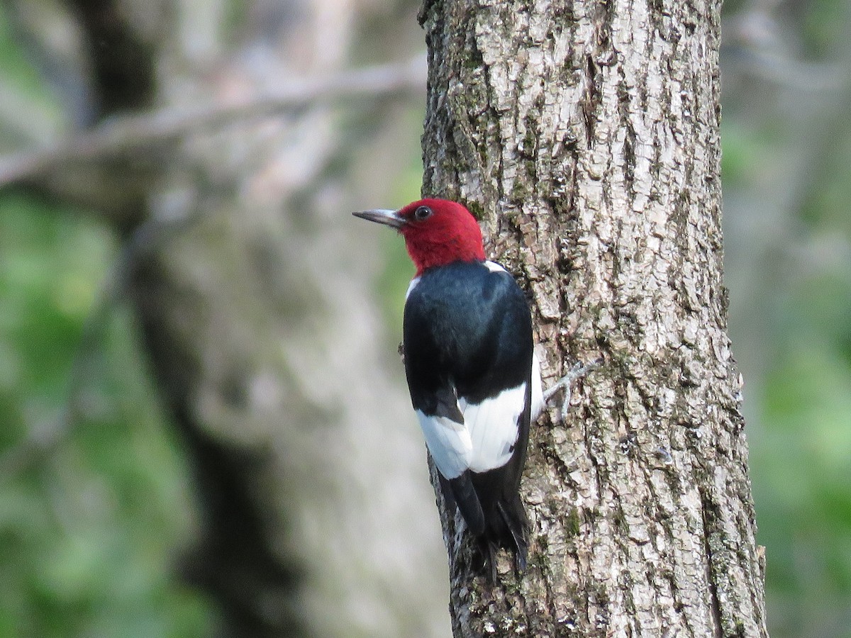 Red-headed Woodpecker - ML619872897