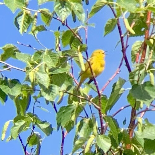 Yellow Warbler (Northern) - ML619872902