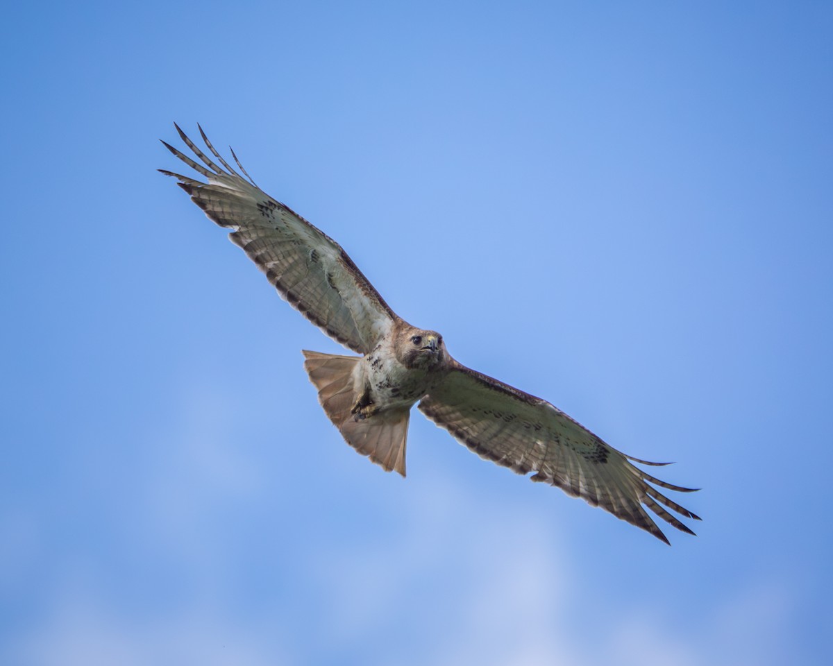 Red-tailed Hawk - ML619872910