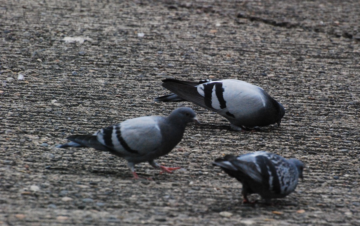 Rock Pigeon (Feral Pigeon) - ML619872933