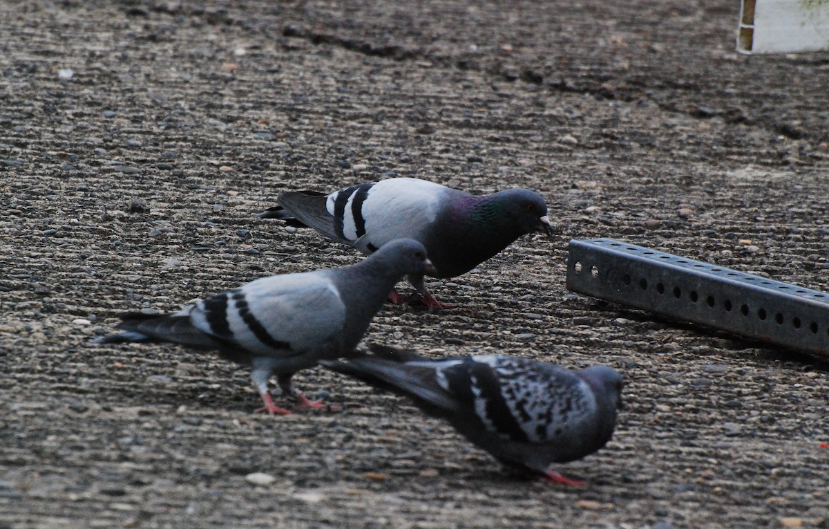 Rock Pigeon (Feral Pigeon) - ML619872934