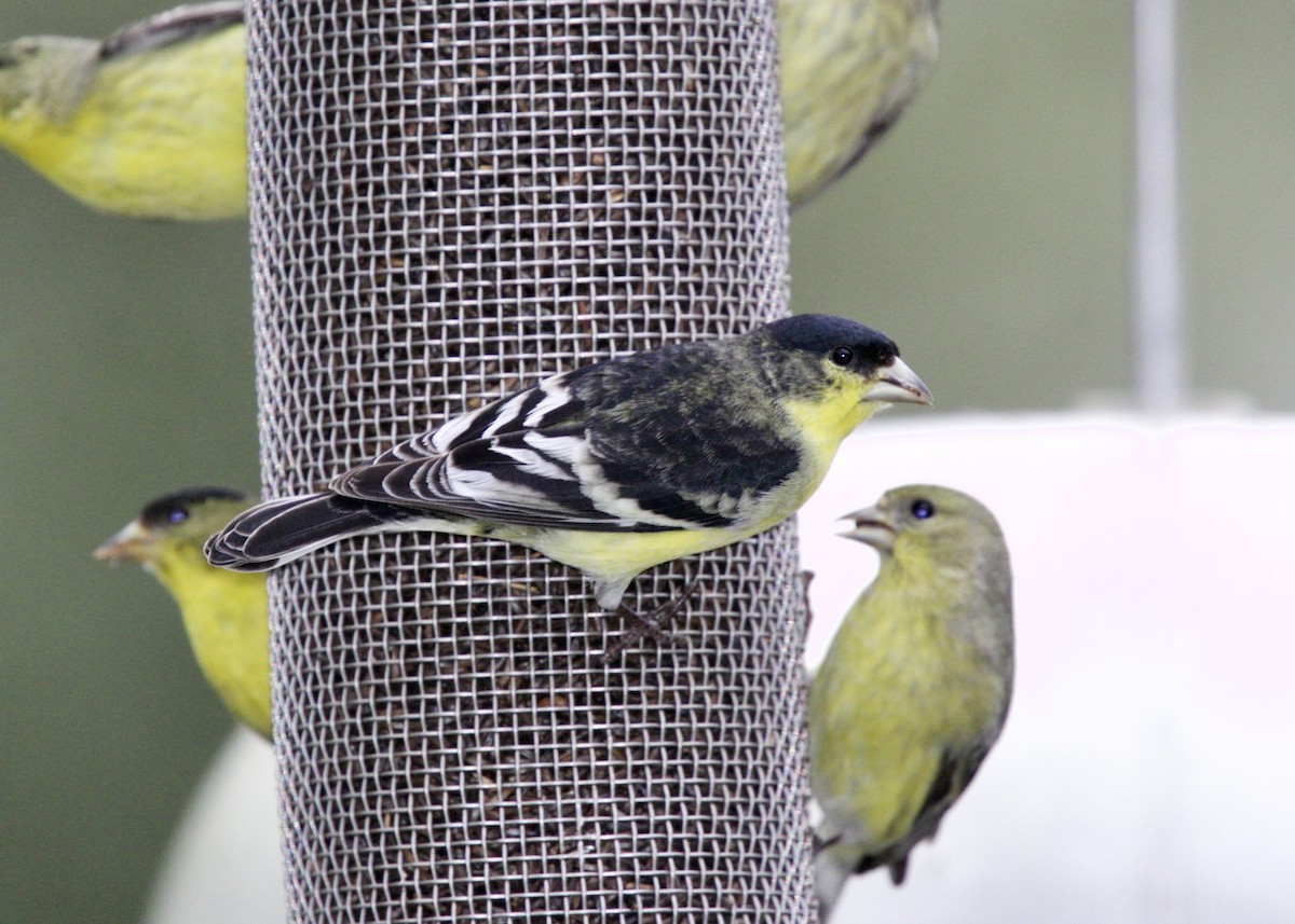 Lesser Goldfinch - ML619872941