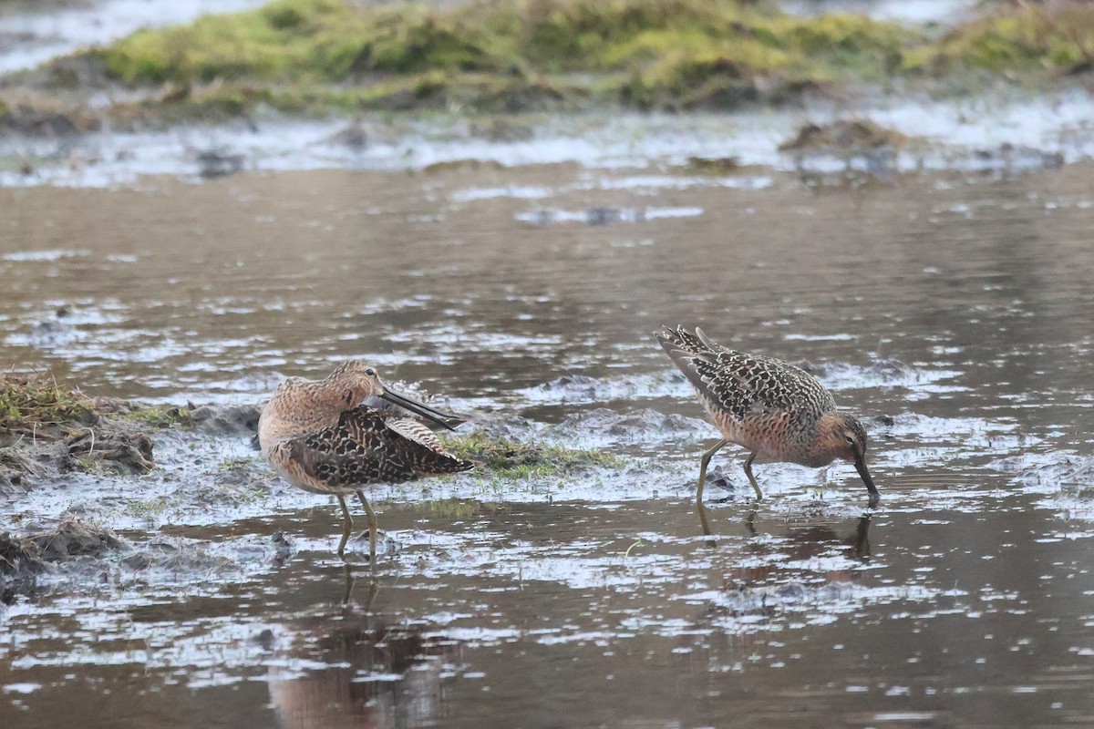 Short-billed Dowitcher - ML619872965