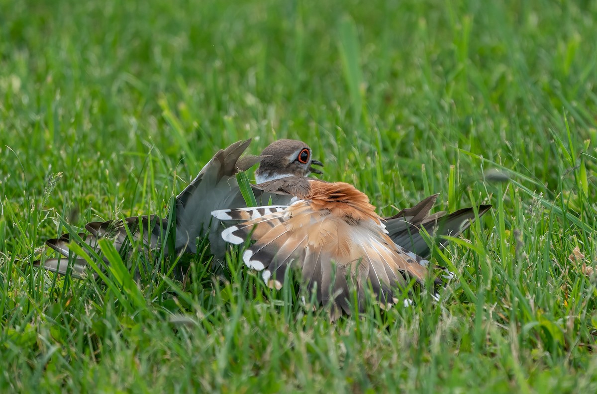 Killdeer - ML619872972