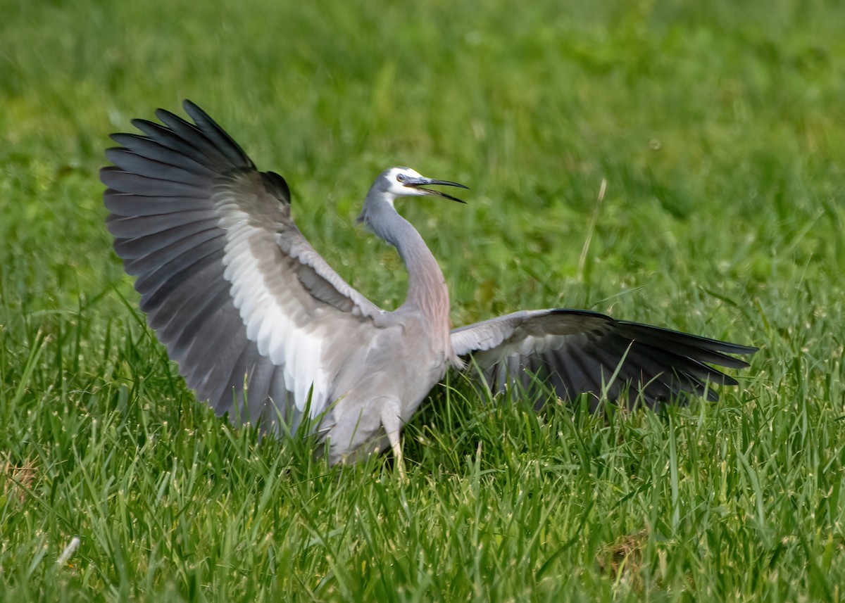 White-faced Heron - ML619872982