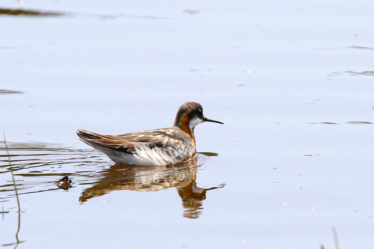 Red-necked Phalarope - Marie O'Shaughnessy