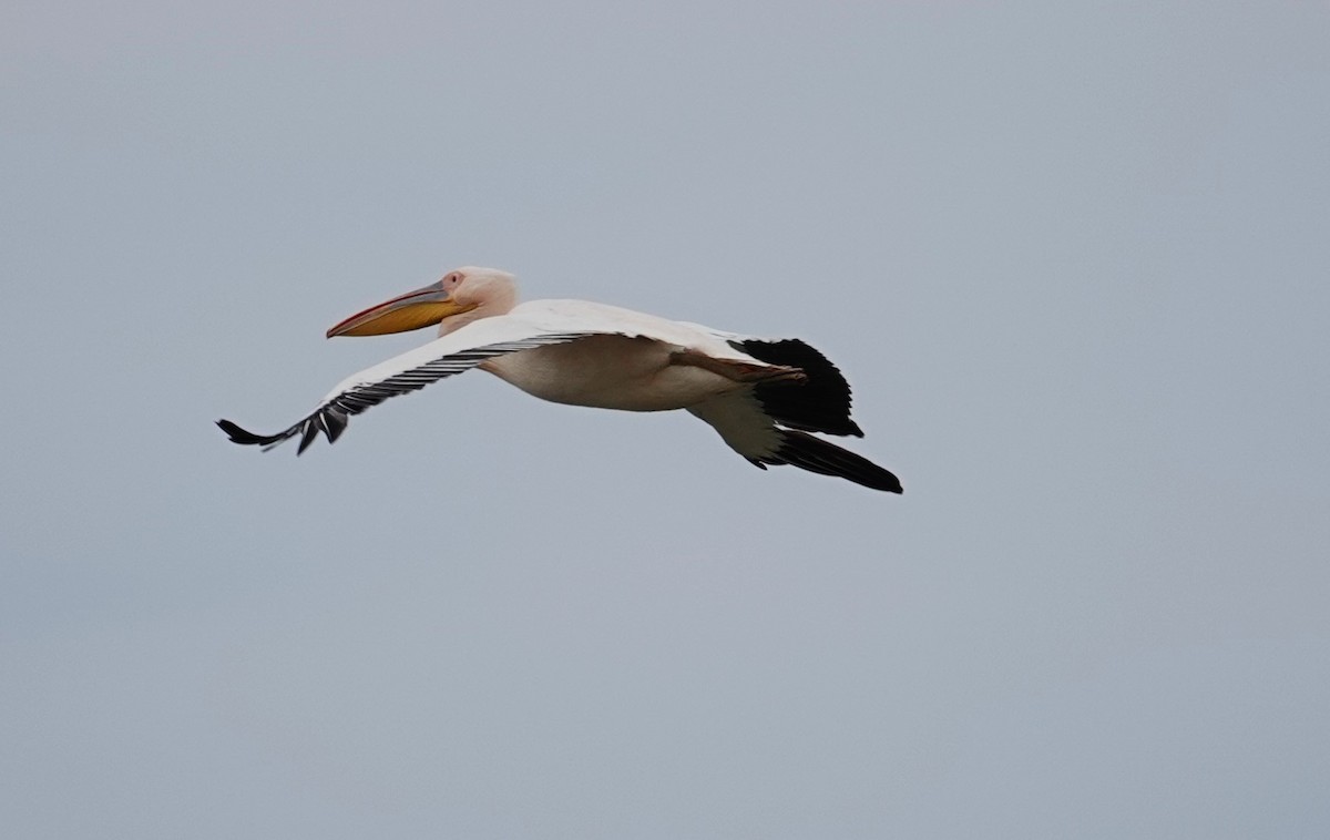 pelikán bílý - ML619872995