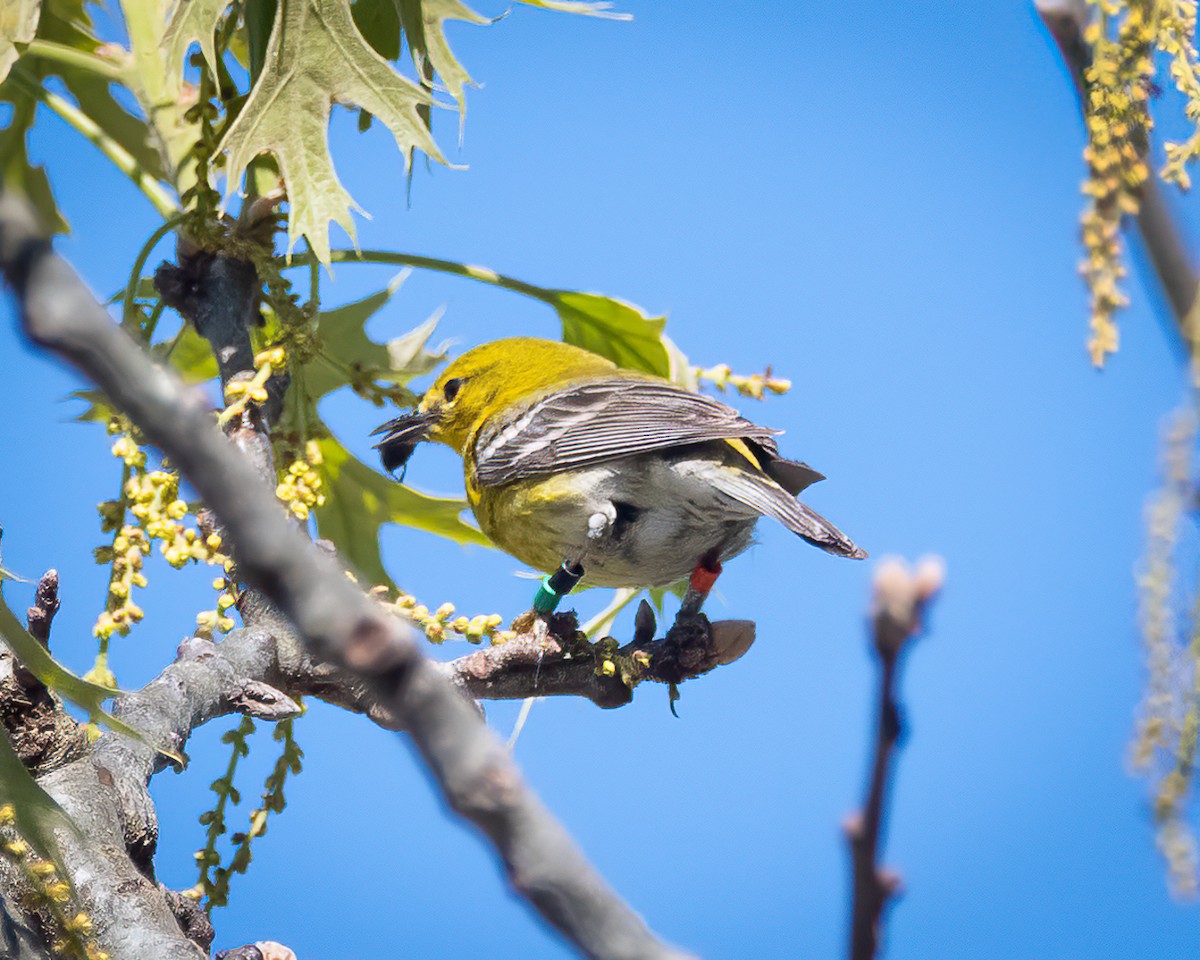 Pine Warbler - ML619873001