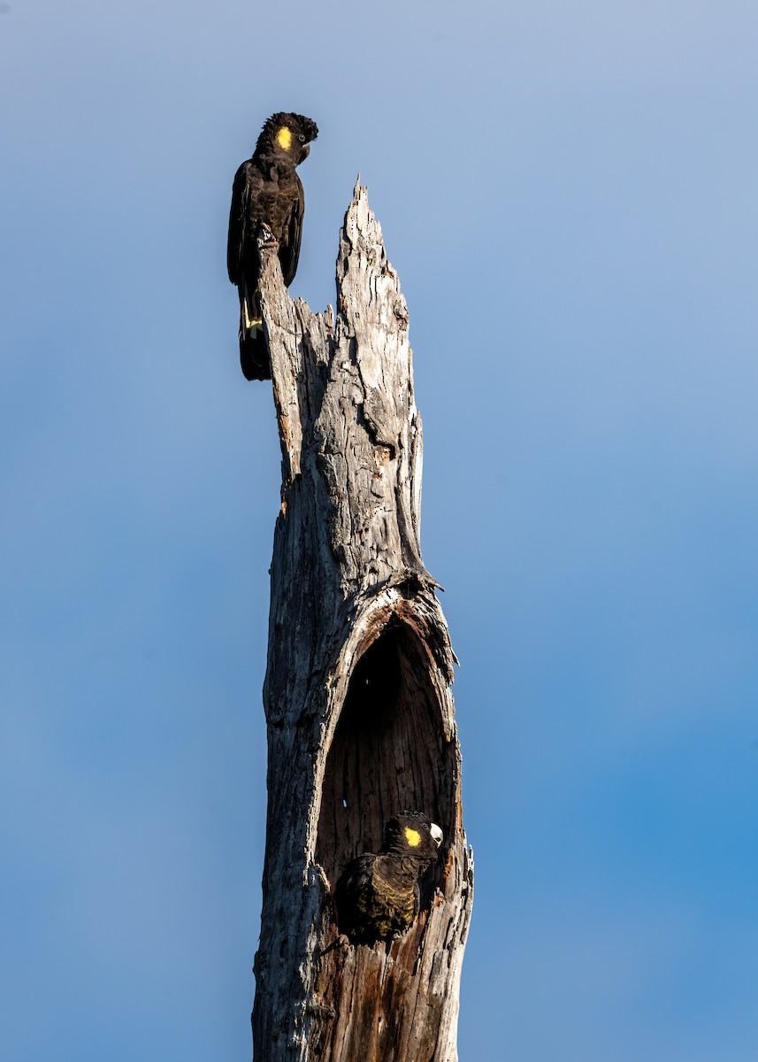 Yellow-tailed Black-Cockatoo - ML619873002
