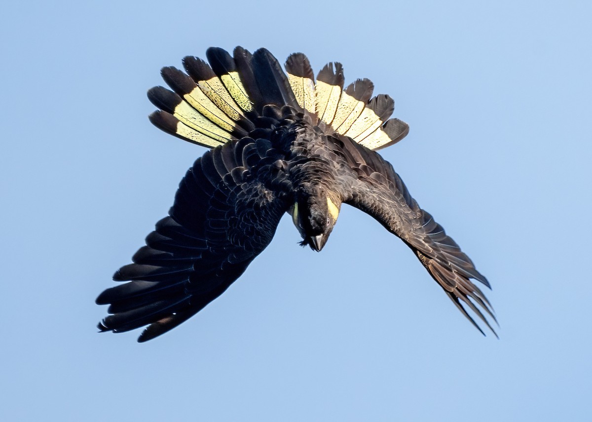 Yellow-tailed Black-Cockatoo - ML619873003