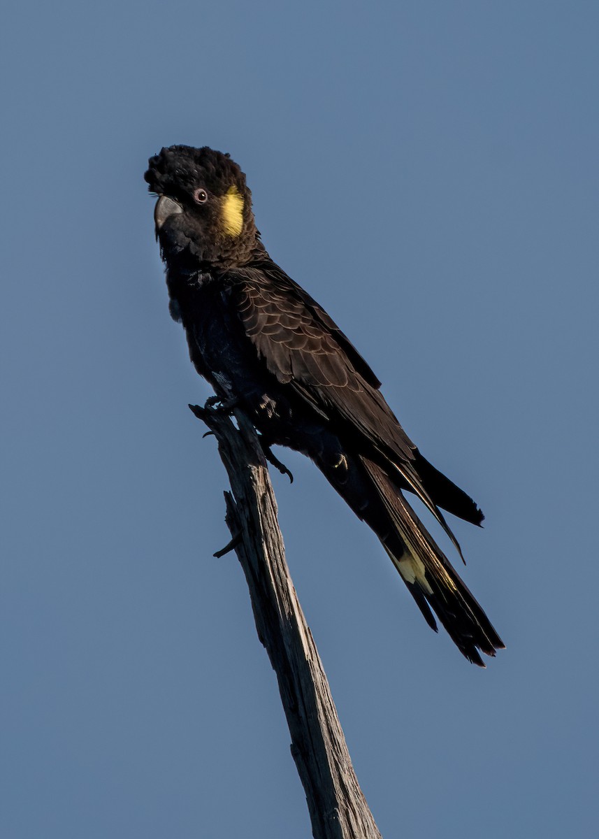 Yellow-tailed Black-Cockatoo - ML619873007